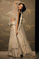 Picture of White Dove